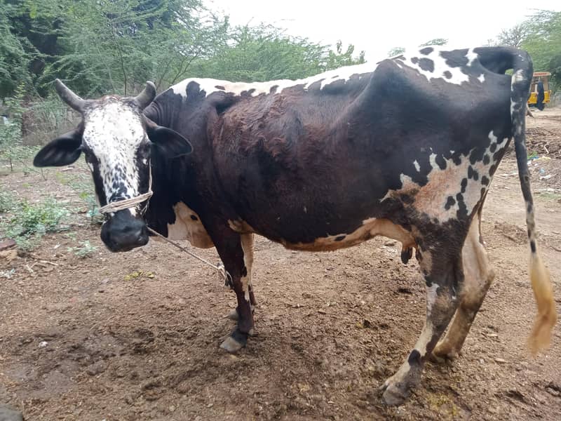 تاذہ سوئی گاے دودھ10 کلوساتھ کٹی 0