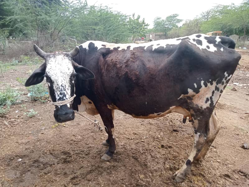 تاذہ سوئی گاے دودھ10 کلوساتھ کٹی 1