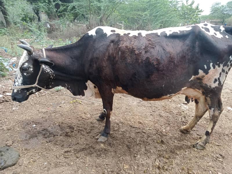 تاذہ سوئی گاے دودھ10 کلوساتھ کٹی 2