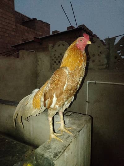 vip. morga hy mashallah