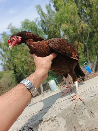 Aseel mianwali  Female & Male & chicks (03202829199)