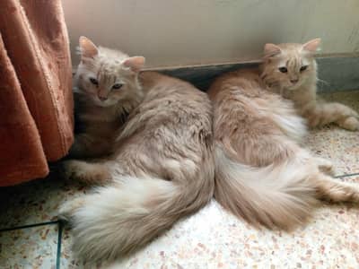 Healthy Persian Cat Pair for Sale - Vaccinated