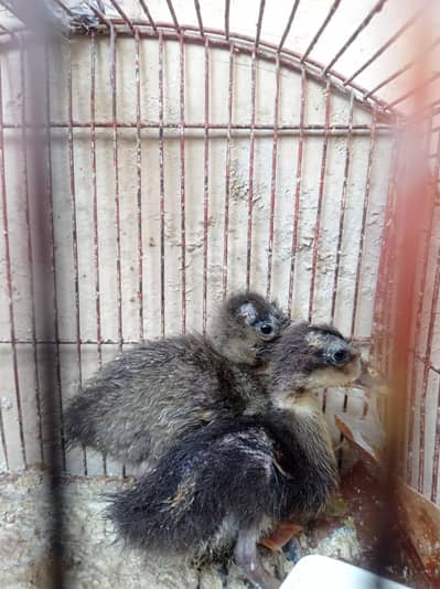2 baby ducks pair ( male and female) for sale.