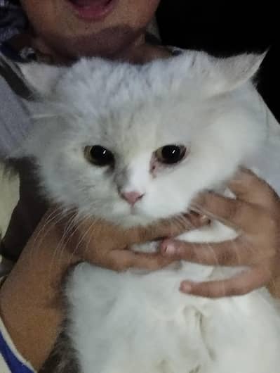 Persian cat for sale