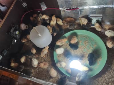 desi chiks golden misri one day to 30 days all type available