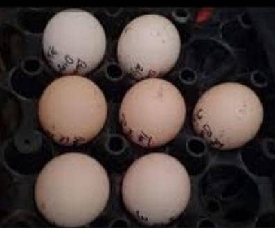 burmi hen fertile eggs