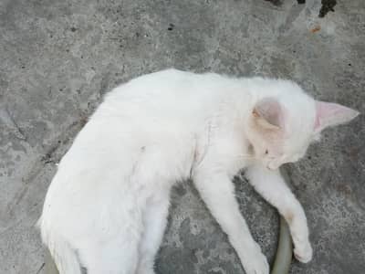 for free cats are living in home