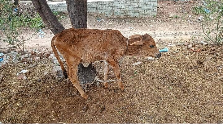 تاذہ سوئی گاے دودھ10 کلوساتھ کٹی 3