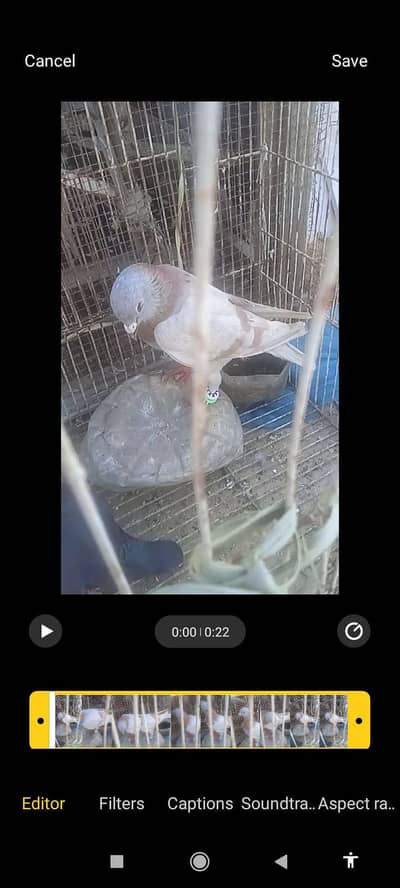 sharpening ghagra male for sale