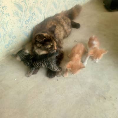 Russian cat with 4 kids