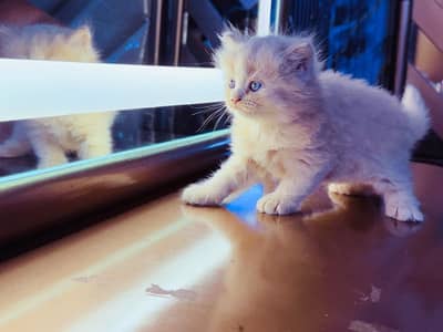 triple coat persian cat contact only whatsapp +92 349 3515152
