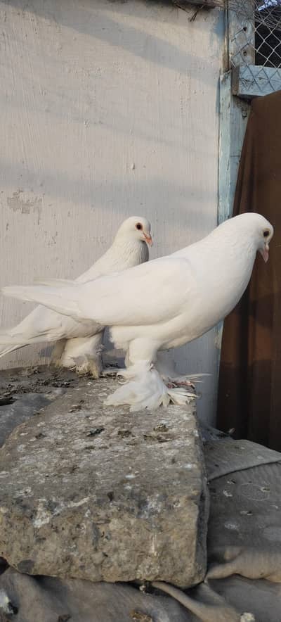 Magpei Pouter Pigeons