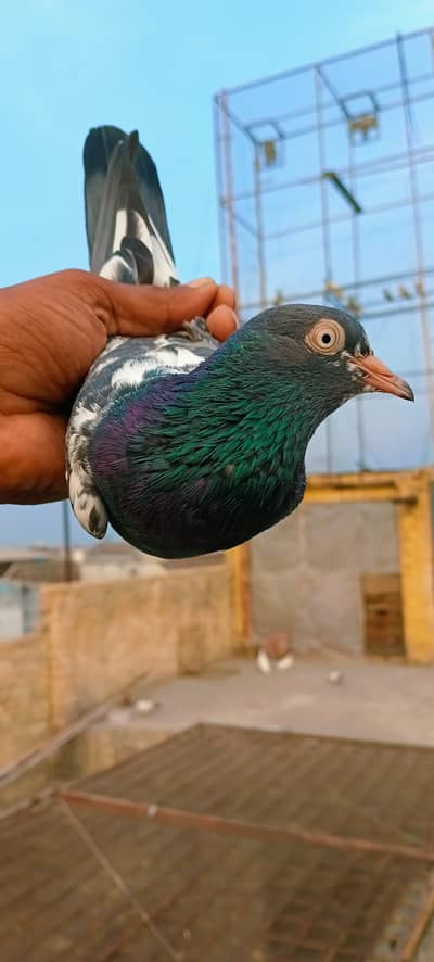 baby pigeon for sale total 8 ha full active ha Lene Waly hi rabta Kary