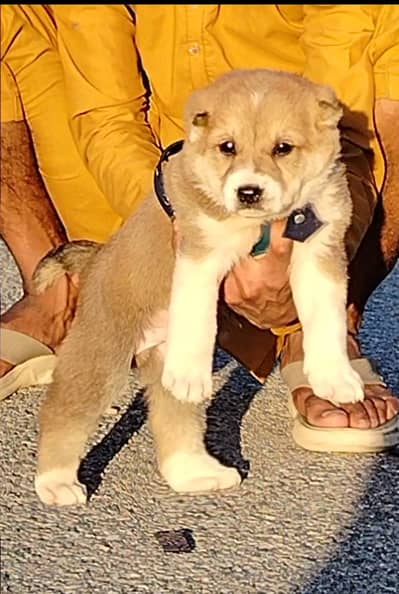 Afghan Kuchi | pure Afghan Kuchi male | Afghan Kuchi puppy / dog