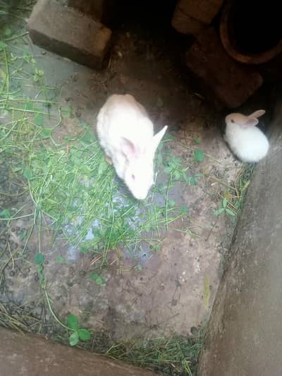 adult rabbit red eye male