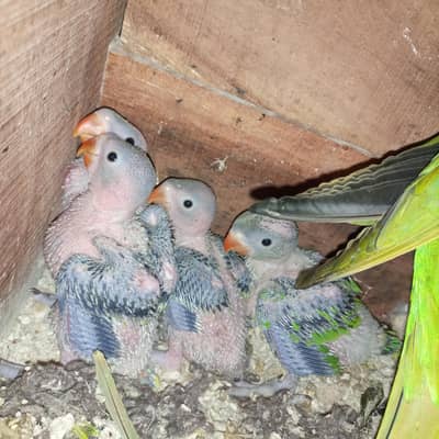 Ring neck parrot chick