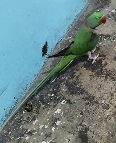 raw toking male for sell