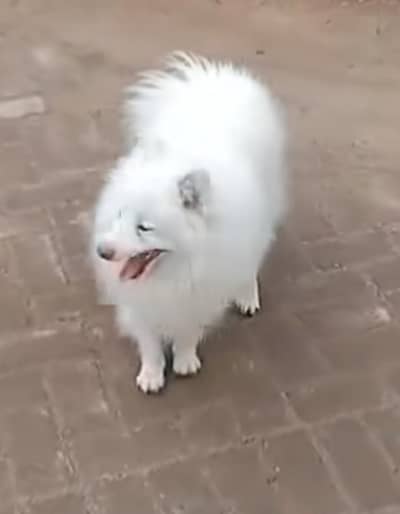 Russian Long Coat pink nose Male For sale