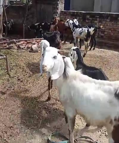 17 beetal bakray bakriya Ghar k palay Hain khobsoorat or sehatmand