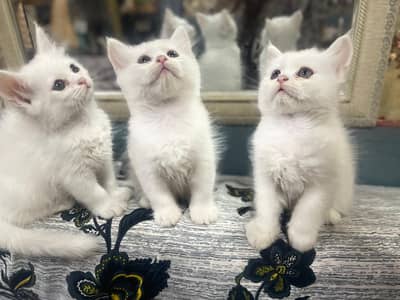 Kittens | Persian Kittens | Triple  Coated Kittens | Kittens For Sale