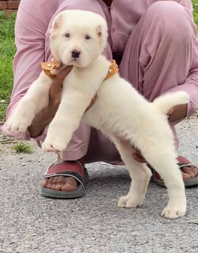 Afghan Kuchi | male afghan kuchi male | Afghan Kuchi dog