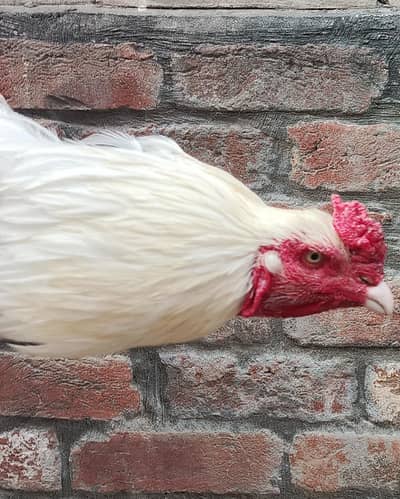 paper white Heera aseel male