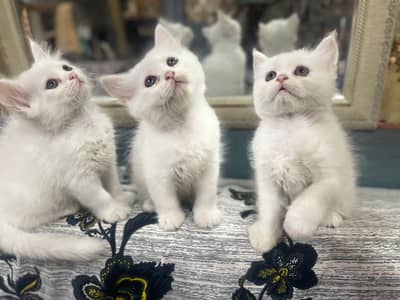 Persian Kittens | Kittens | Double Coated Kittens | Kittens For Sale