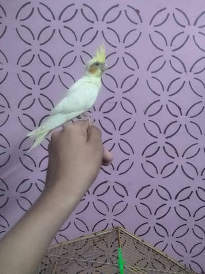 cocktail check active WhatsApp number 03212754418