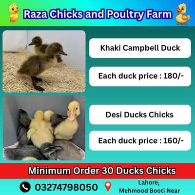 Duck | desi duck |Khaki Campbell duck | duck chicks | بطخ