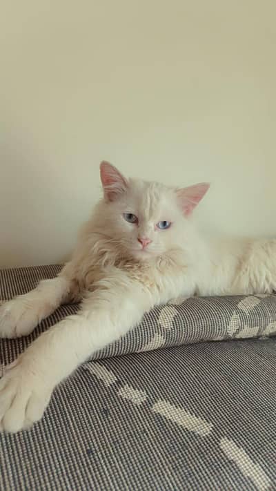 white male,blue eyes,tripple coat,fully trained