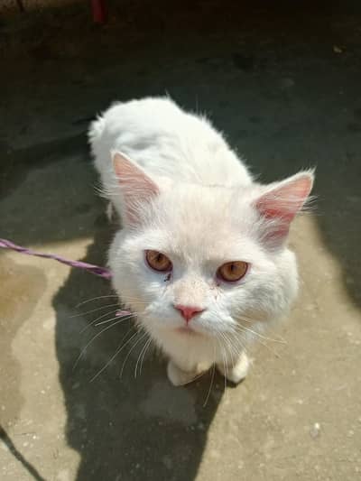 Persian cat for sale very friendly