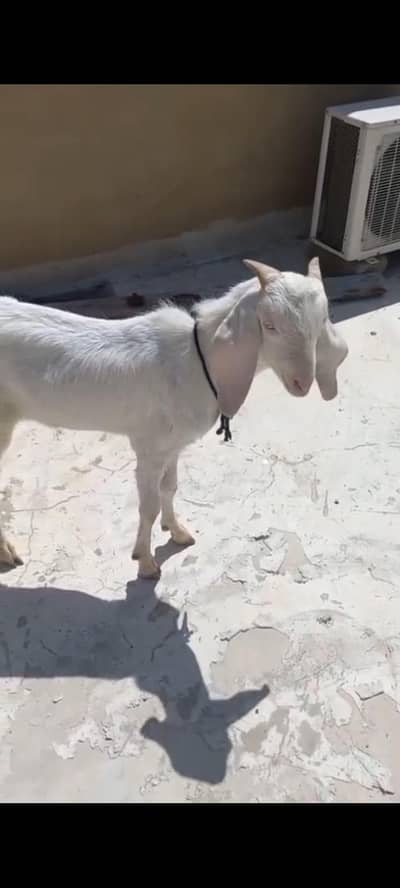 gulabi Bakra for sell