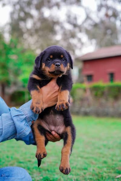 Show quality female puppy from pedigree parents