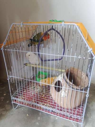 Albino fisher pair with cage