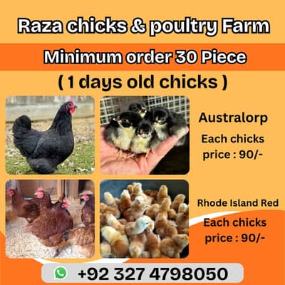 australorp | black australorp | Rir | Rhode IsIand Red | fancy chick