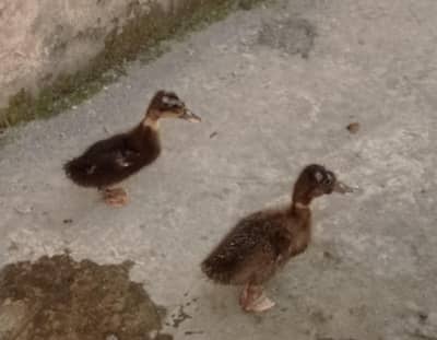 2 baby ducks pair ( male and female) for sale.