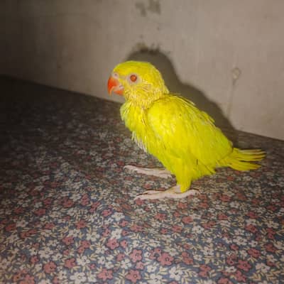yellow ringneck chicks