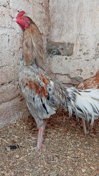 saleta Thai murgha peeli murghi