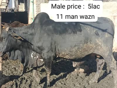 Bull / Bachra / Wacha / Desi bachre / Qurbani ka janwar / Qurbani 2026
