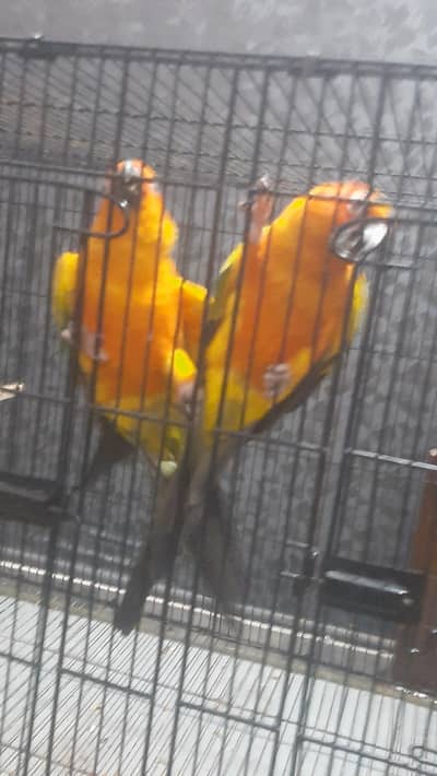 sun conure breeder pair