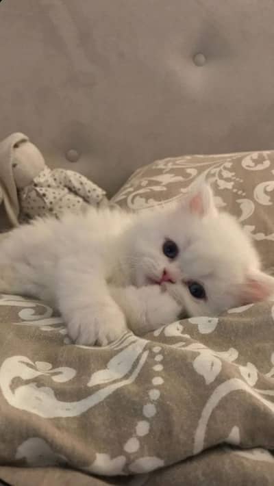 Persian Baby cat