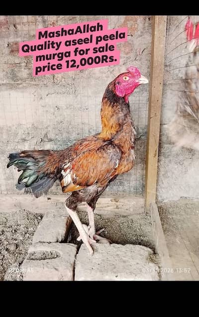 Aseel homebreed| setup birds|Healthy and active|Egg lying|For sale|