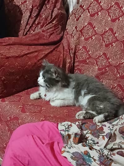 Persian beautiful cat