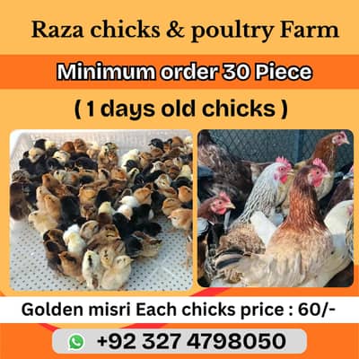 golden misri chicks | desi chicks | misri chicks | day old chicks