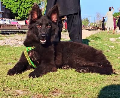 German Shepherd Dog | German Shepherd long coat Dog | GSD For sale