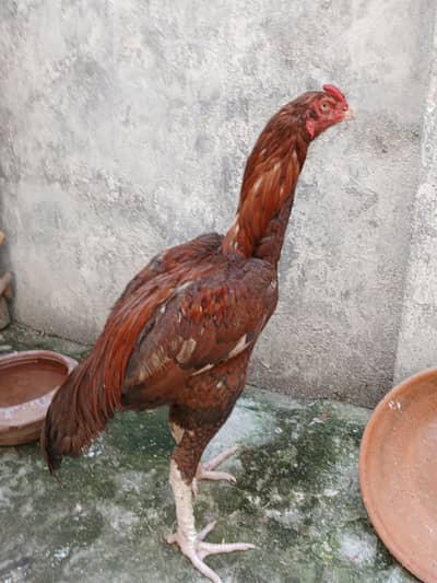 peela high quality patha exchange