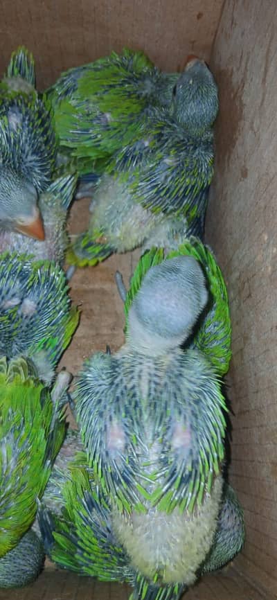 green Ringneck parrot chick