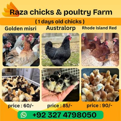 Golden misri chicks |australorp chicks | Rhode IsIand Red rir chicks