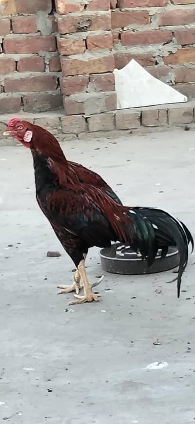 Aseel  1mirga 2 murgiya