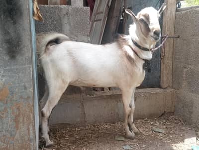 Ablak teddy,tedi,teda,tedy, breeder Bakra,2026,ando